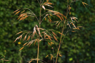 Stipa giganteaVedergras bestellen